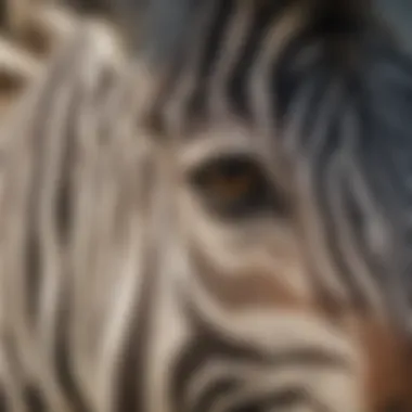 Close-up of a zebra's face, highlighting the intricate patterns of its stripes.