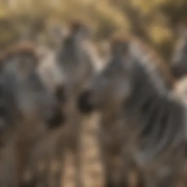 A herd of zebras interacting, demonstrating their social behavior and bonding.