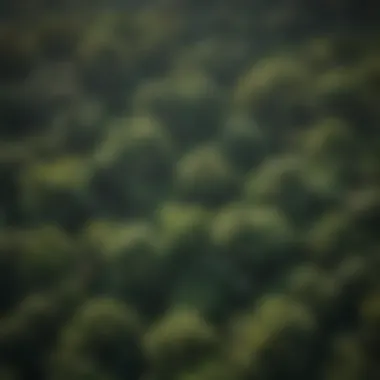 Aerial view of lush green canopy in Ghana's rainforest