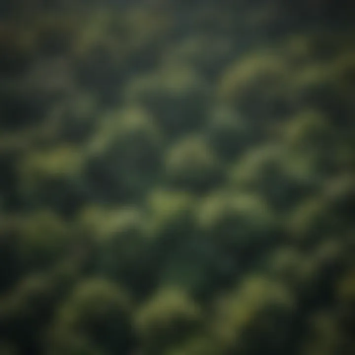 Aerial view of lush green canopy in Ghana's rainforest