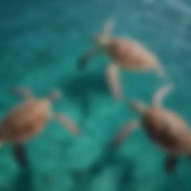 Aerial view of Green Sea Turtles swimming in crystal clear turquoise waters