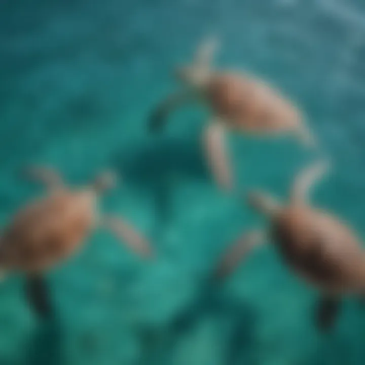 Aerial view of Green Sea Turtles swimming in crystal clear turquoise waters