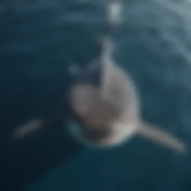 An aerial view of a whale shark peacefully gliding near the surface