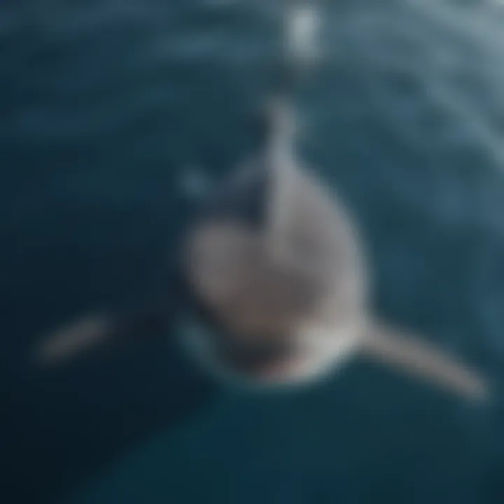 An aerial view of a whale shark peacefully gliding near the surface