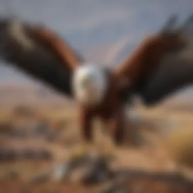 African Fish Eagle with Catch