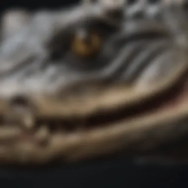 A detailed diagram illustrating the anatomy of an alligator.