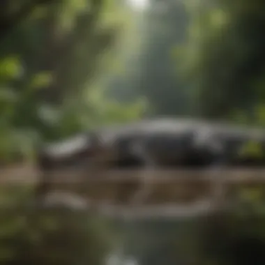 An alligator basking in the sun on a riverbank surrounded by lush vegetation.