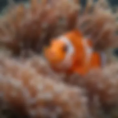 A close-up of a clownfish nestled in an anemone, representing the unique symbiotic relationships found in the ocean.