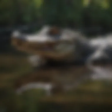 Sunlit Majesty of the American Alligator Majestic American Alligator Basking in Sunlight