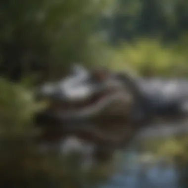 Master of Camouflage: American Alligator in Wetlands American Alligator Camouflaged Among Wetland Vegetation
