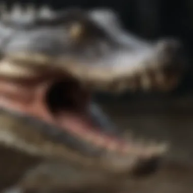 Formidable Alligator Jaws Display Close-up of American Alligator's Powerful Jaws