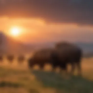 American Bison Herd Grazing in the Sunset