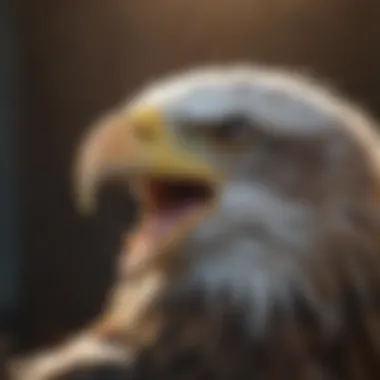 American Eagle with Intense Gaze