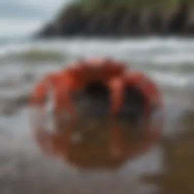 The Coastal Habitat of Red Crabs A serene coastal environment where red crabs thrive, with gentle waves in the background.