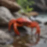 A vibrant red crab on a rocky shore showcasing its vivid colors and textures.