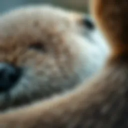 A close-up view of a sea otter's fur demonstrating its remarkable density and waterproof properties.