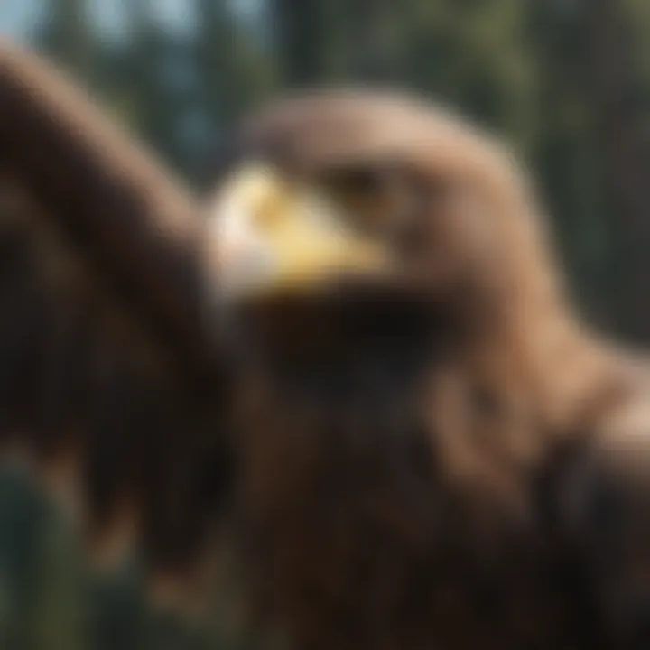 Eagle soaring high in the sky with keen eyesight