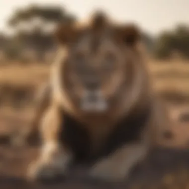 Majestic lion resting in the savannah