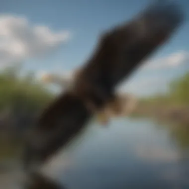 A majestic bald eagle soaring high above the wetlands, symbolizing freedom and strength.