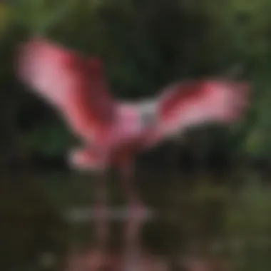 A vibrant roseate spoonbill, showcasing its striking pink feathers while wading in the water.