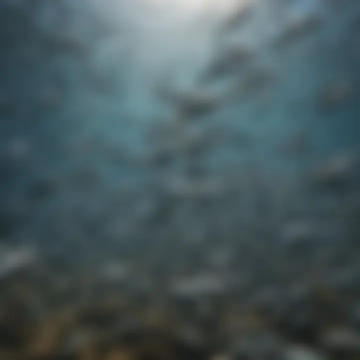 A school of shimmering sardines swimming in a synchronized manner.