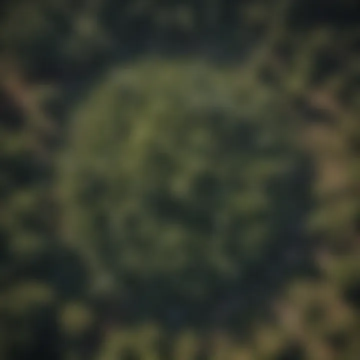 An aerial view of the habitat of the Wollemi Pine, a plant believed to be extinct.