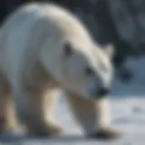 Polar bear navigating icy terrain