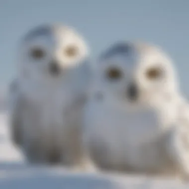 Snowy Owls: Silent Hunters of the Arctic Skies Snowy owls perched on a snowy landscape