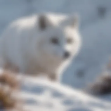 Arctic fox blending into snowy environment