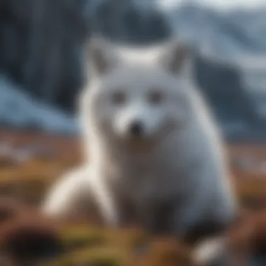 Arctic Fox Habitat Resilience