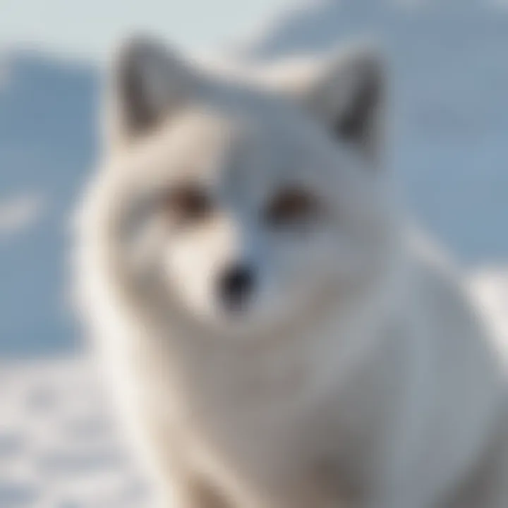 Arctic Fox Prowess in the Snow