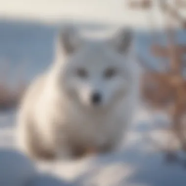 Arctic Fox in Snow-covered Landscape