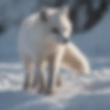 Arctic fox utilizing its tail for balance on ice