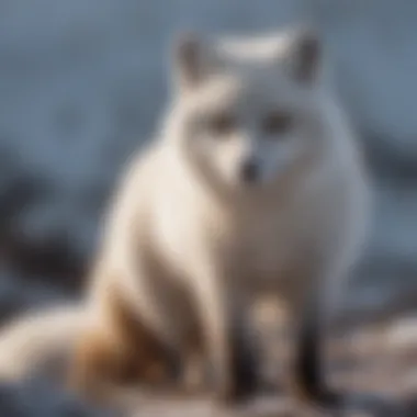 Arctic fox communicating with tail gestures