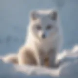 Arctic fox in snowy terrain showcasing its tail