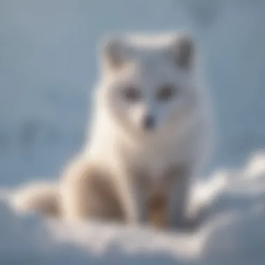 Arctic fox in snowy terrain showcasing its tail