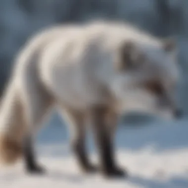 Close-up of Arctic fox tail revealing its structure