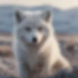 Frost-covered Arctic Fox in Tundra
