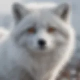 Arctic fox in winter camouflage