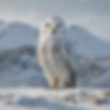 Arctic Owl Camouflaged in Snowy Landscape