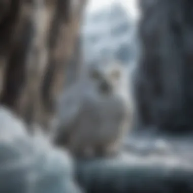 Arctic Owl Nesting in Icy Cliffs