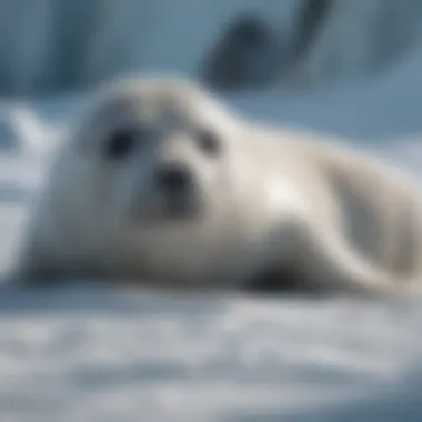 Arctic Seal Molt Process