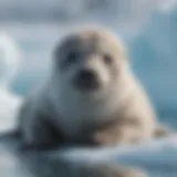 Arctic Seal Pup Resting on Ice