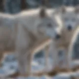 Arctic wolf displaying pack hierarchy in the snow-covered wilderness