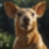 Majestic Australian Gold Party Animal in its Natural Habitat