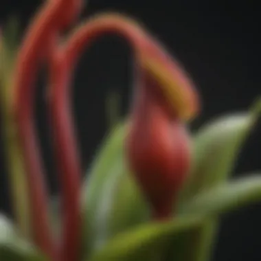 Stunning Close-Up of Australian Pitcher Plant