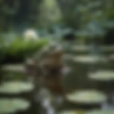 Pond with water lilies and frog