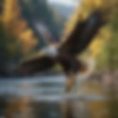 Bald eagle diving gracefully into a pristine river for a catch