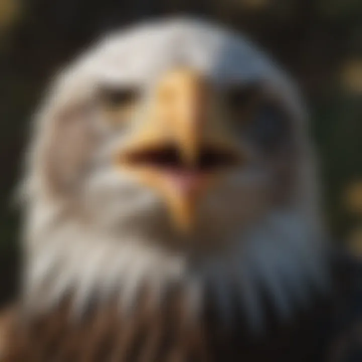 Bald Eagle Feeding Habits