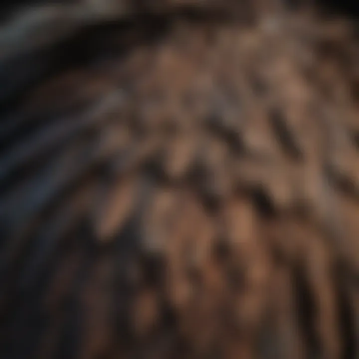A close-up of a bald eagle fledgling's feathers